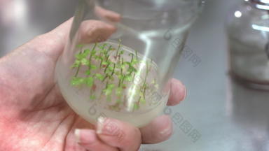 <strong>科学</strong>家把原型<strong>植物</strong>实验室玻璃器皿实验